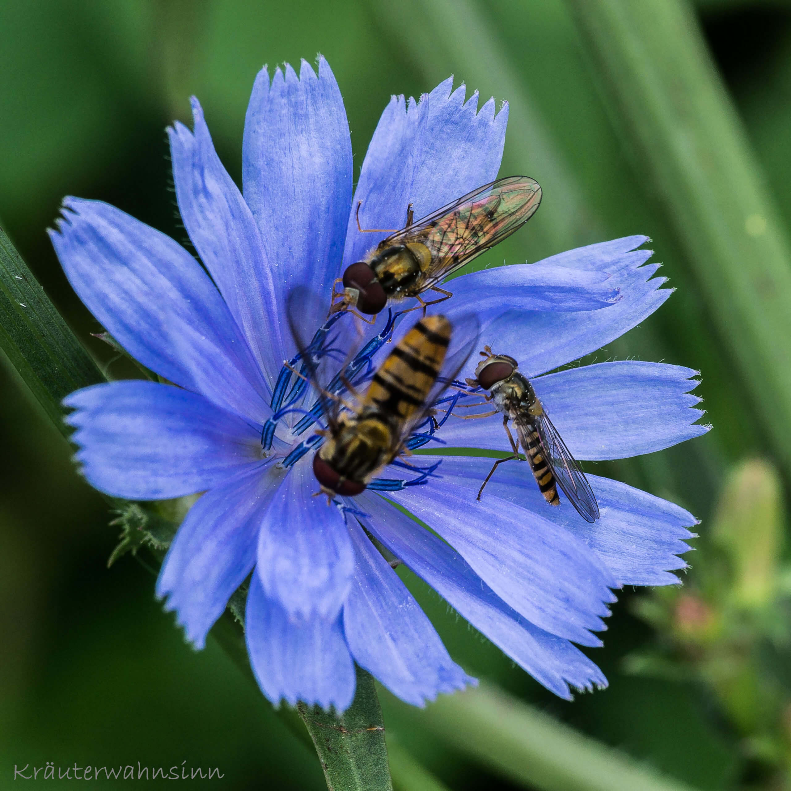 Cichorium intybus