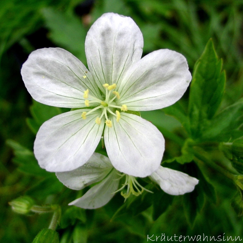 Amerikanischer Storchschnabel "Album"