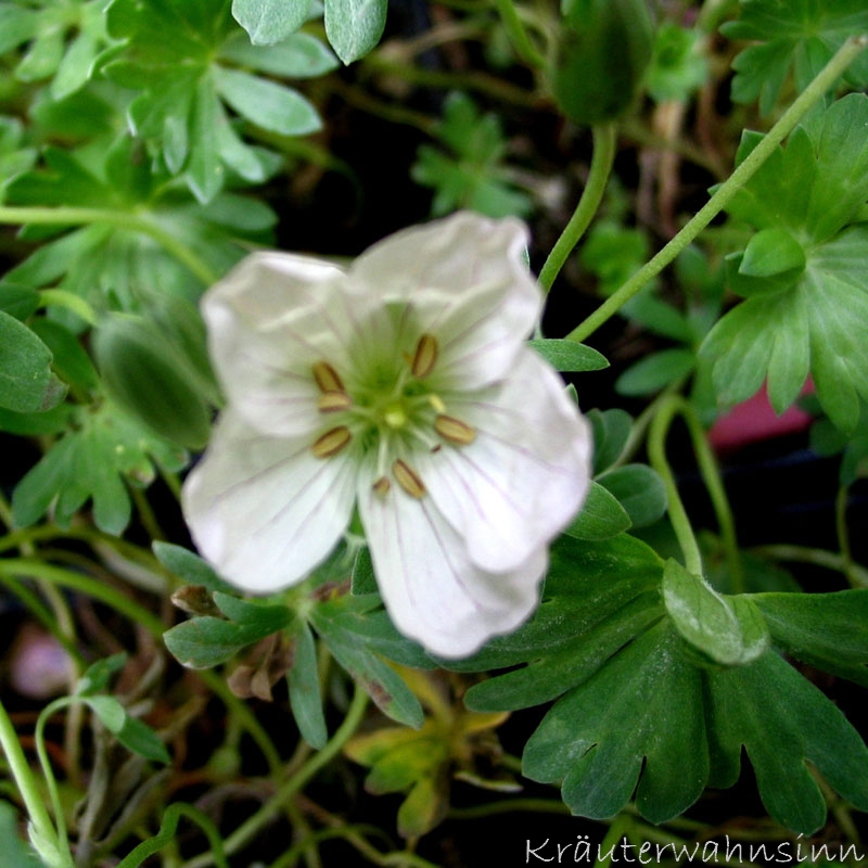 Geranium sanguineum „Apfelblüte“ Blut-Storchschnabel "Apfelblüte"