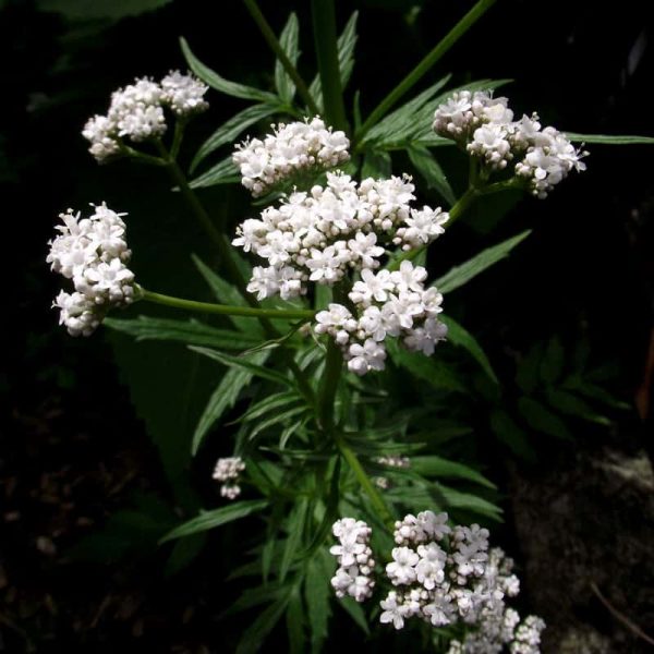 Baldrian, gemeiner / ArzneiBaldrian Valeriana officinalis