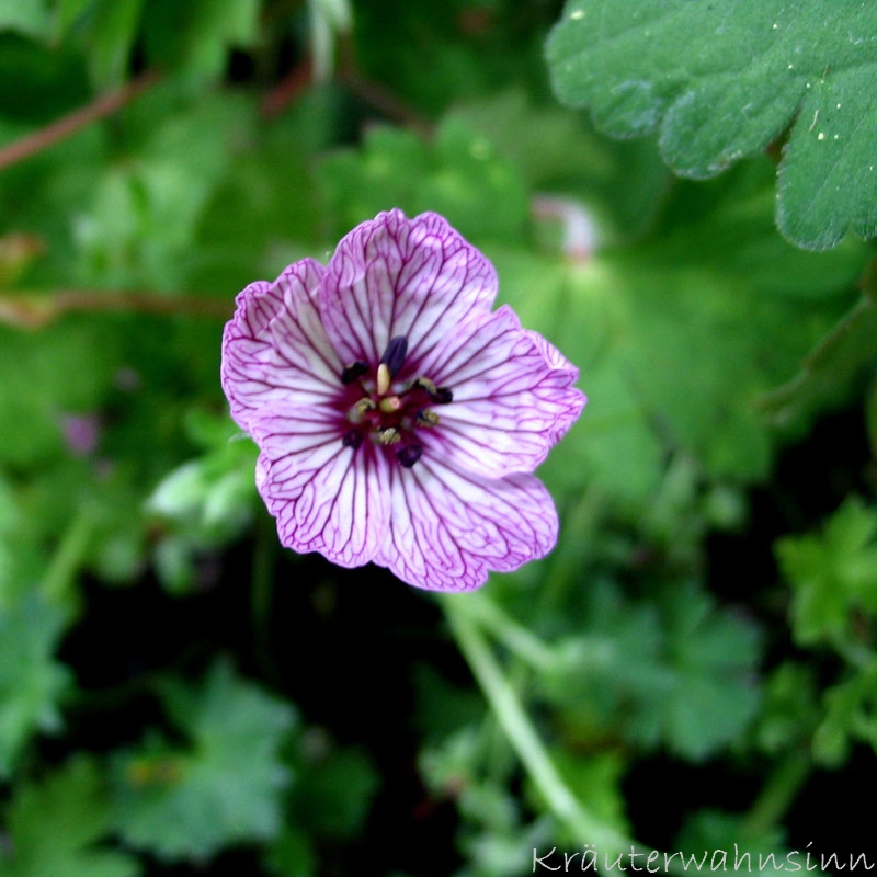 Aschgrauer Storchscnabel "Ballerina"