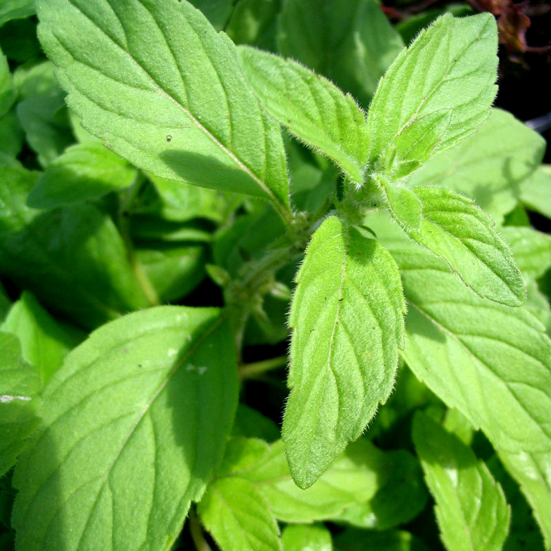 Mentha arvensis