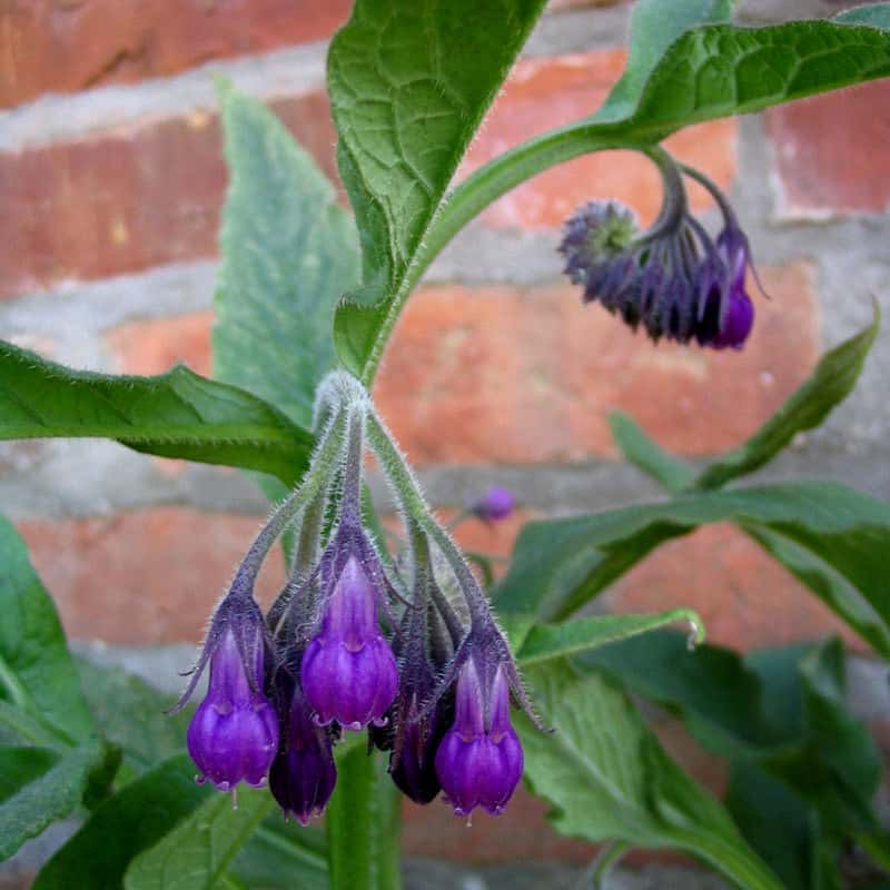 Symphytum officinale