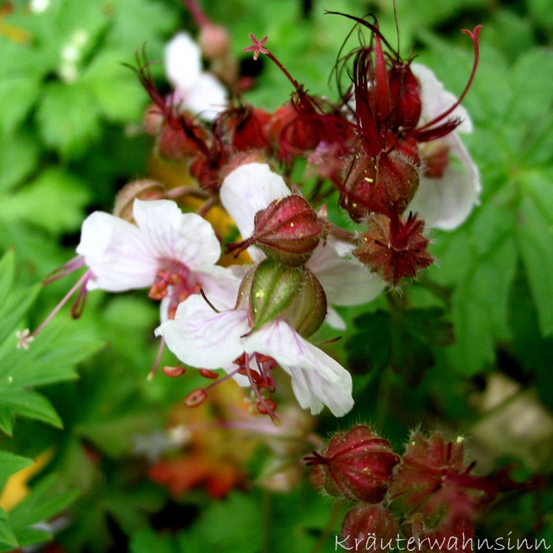 Geranium cantabrigiense 'Biokovo'