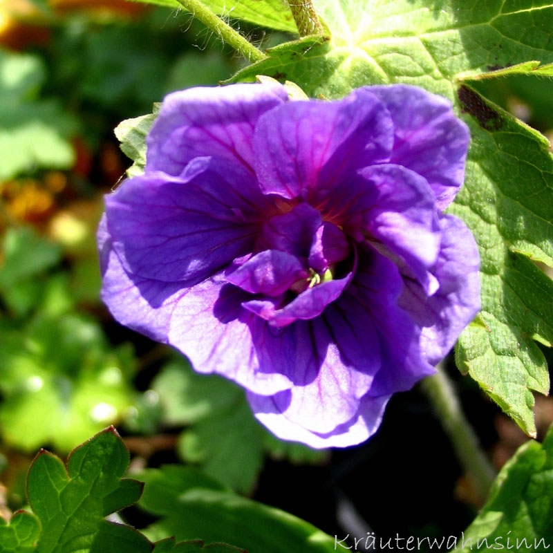 Himalaya-Storchschnabel 'Birch Double (Plenum)'