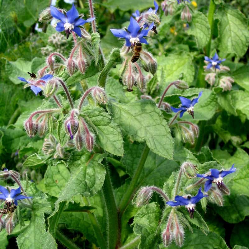 Borretsch - Borago officinalis