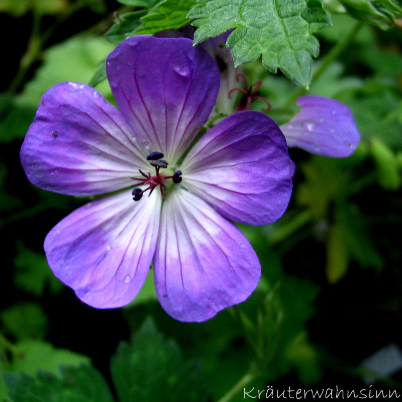 Storchschnabel "Buxtons Blue"