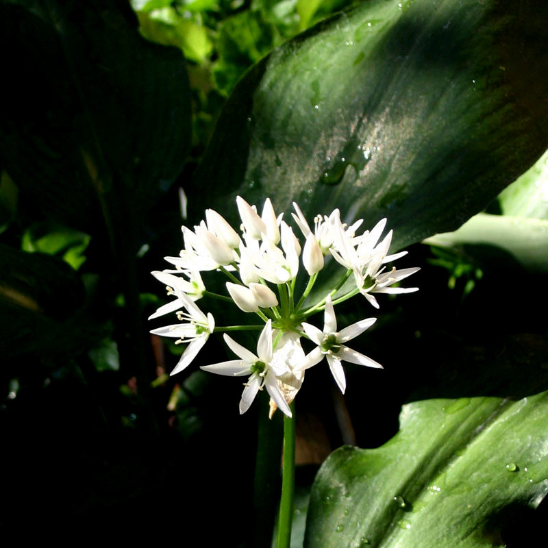 Allium ursinum