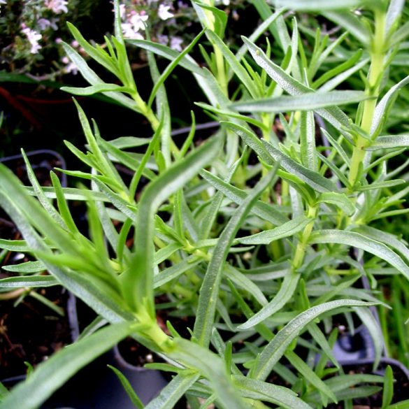Basilikum-Minze Pflanze (Mentha Species 'Basilmint') – Winterhart, Frisch Aus Der Gärtnerei