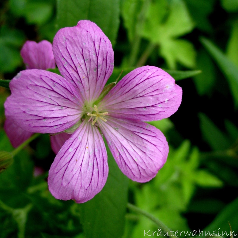 Oxford-Storchschnabel 'Claridge Druce'