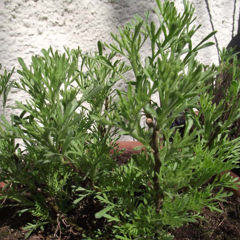 Artemisia abrotanum ssp. procera