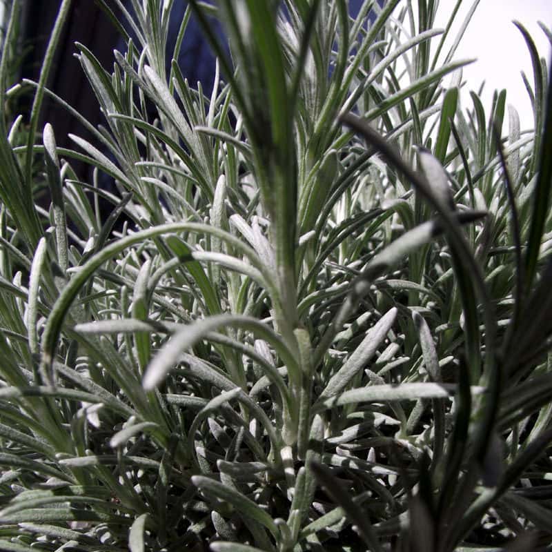 Helichrysum italicum