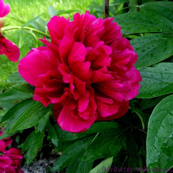 Topinambur Helianthus tuberosus