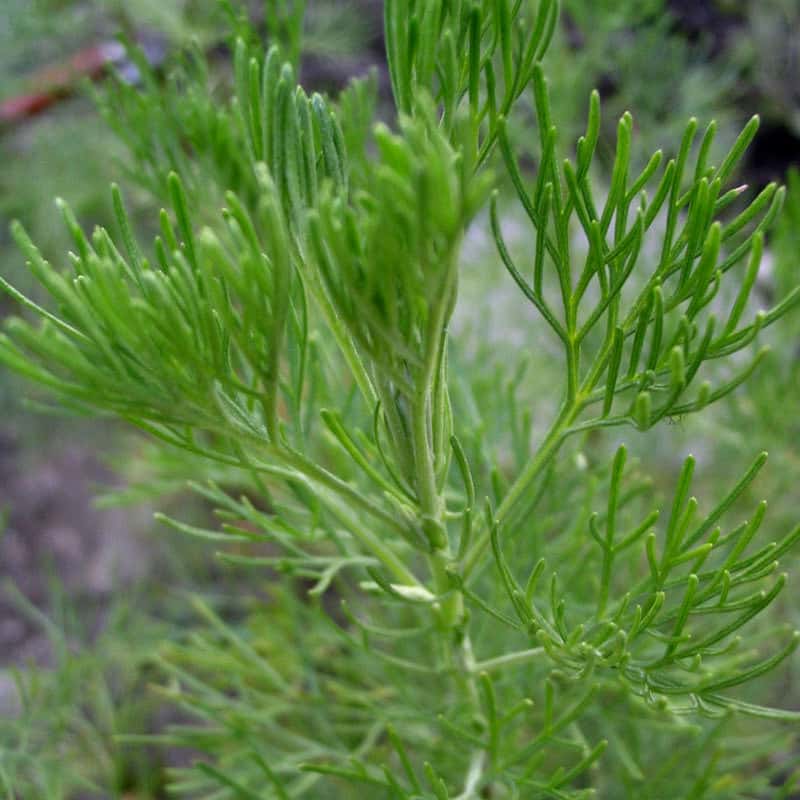Artemisia abrotanum