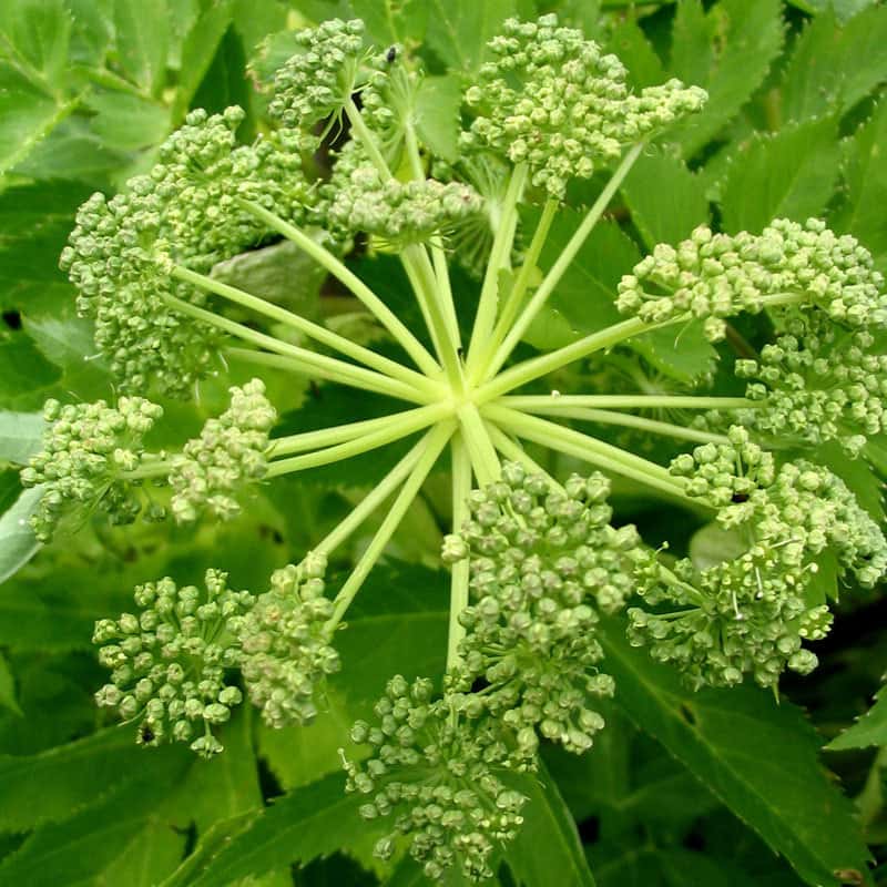 Angelica archangelica