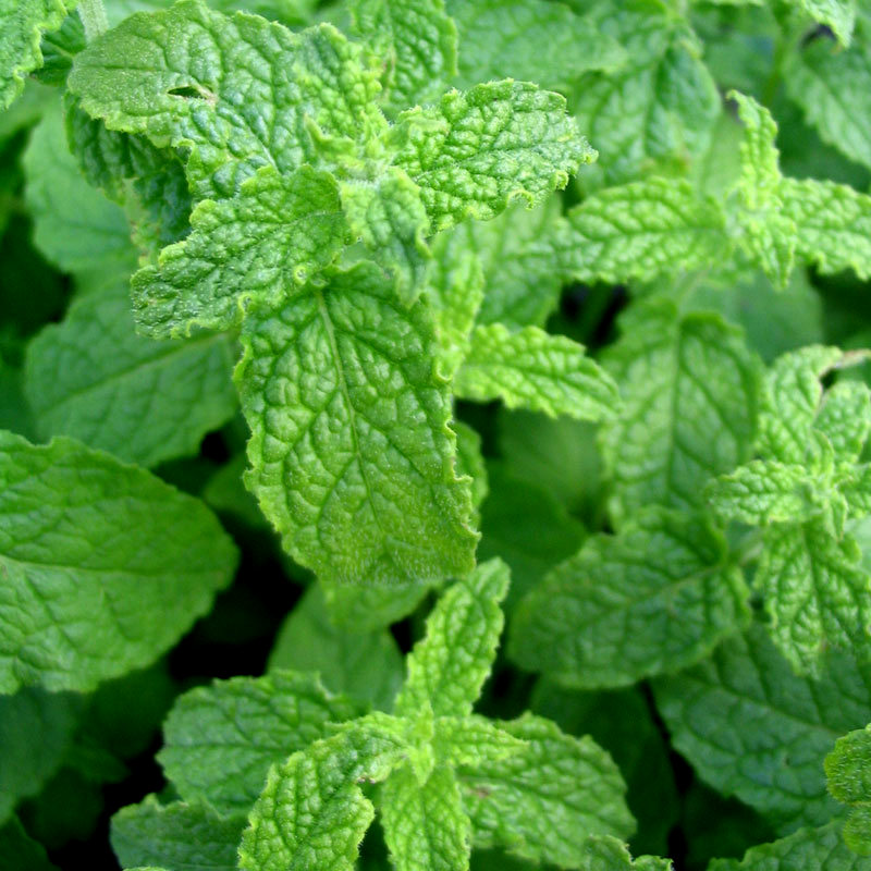Mentha species
