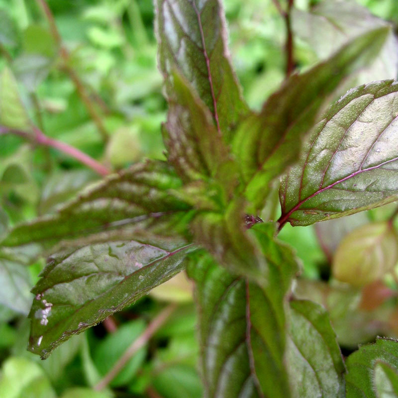 Mentha species