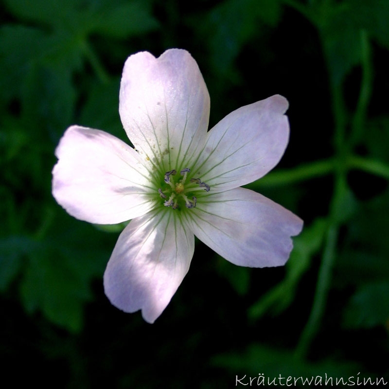 Pyrenäen-Storchschnabel