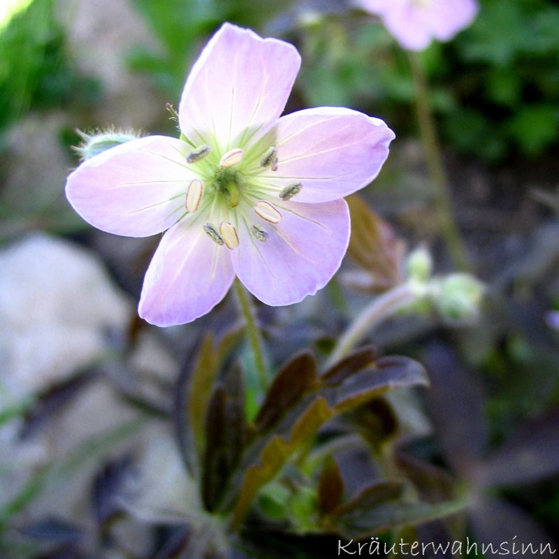 Amerikanischer Storchschnabel "Espresso"