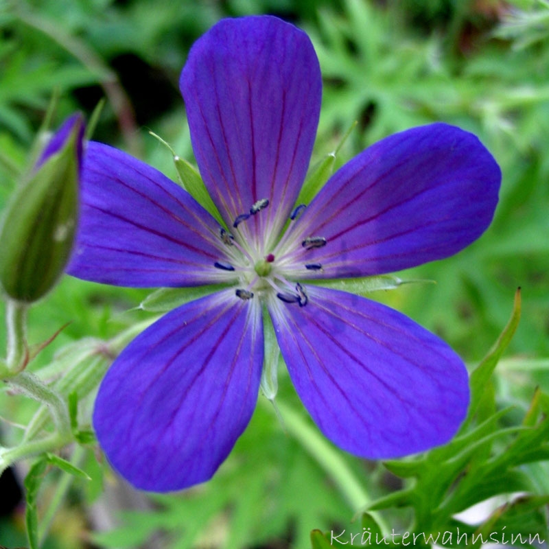 Storchschnabel Nimbus