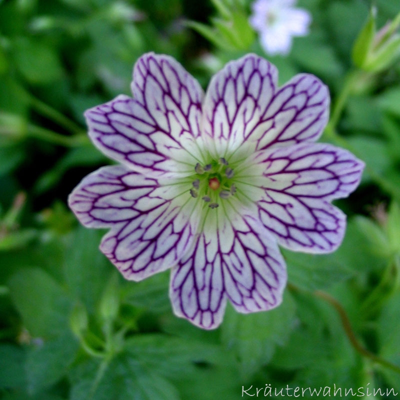 Veränderlicher Storchschnabel Geranium versicolor