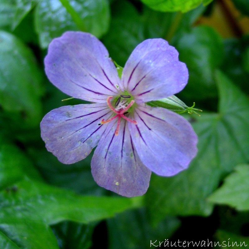 Bergwald-Storchschnabel