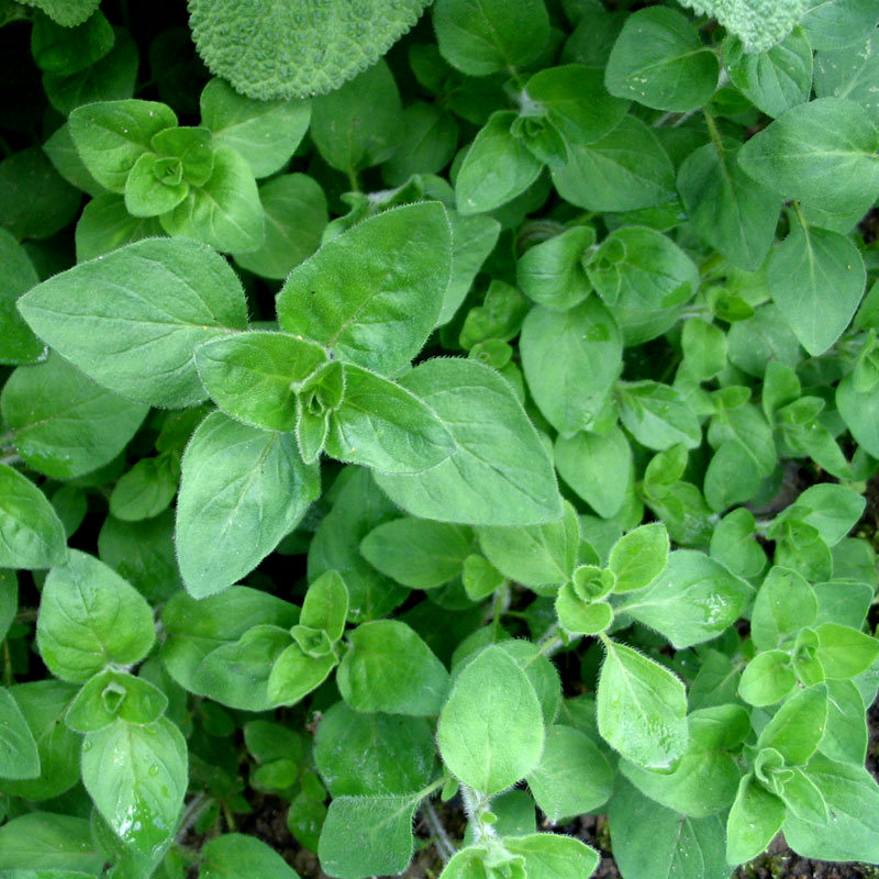 Oregano, griechischer - Origanum heracleoticum