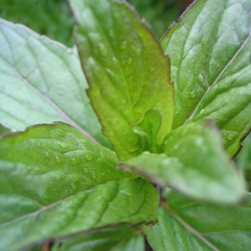 Grüne-Minze / Spearmint Mentha species