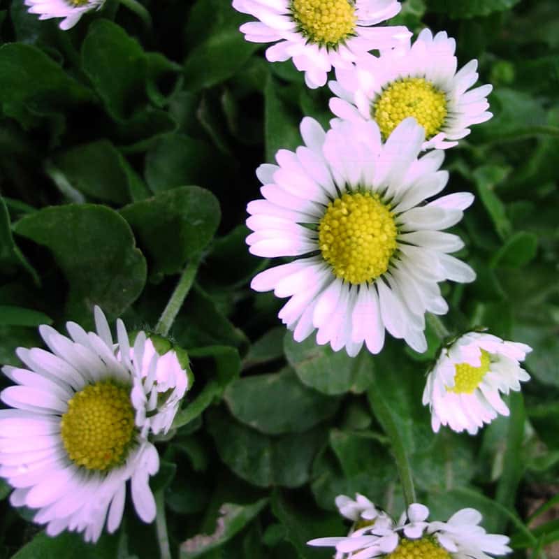 Bellis perennis