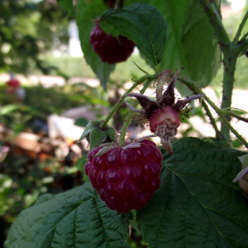 Rubus idaeus