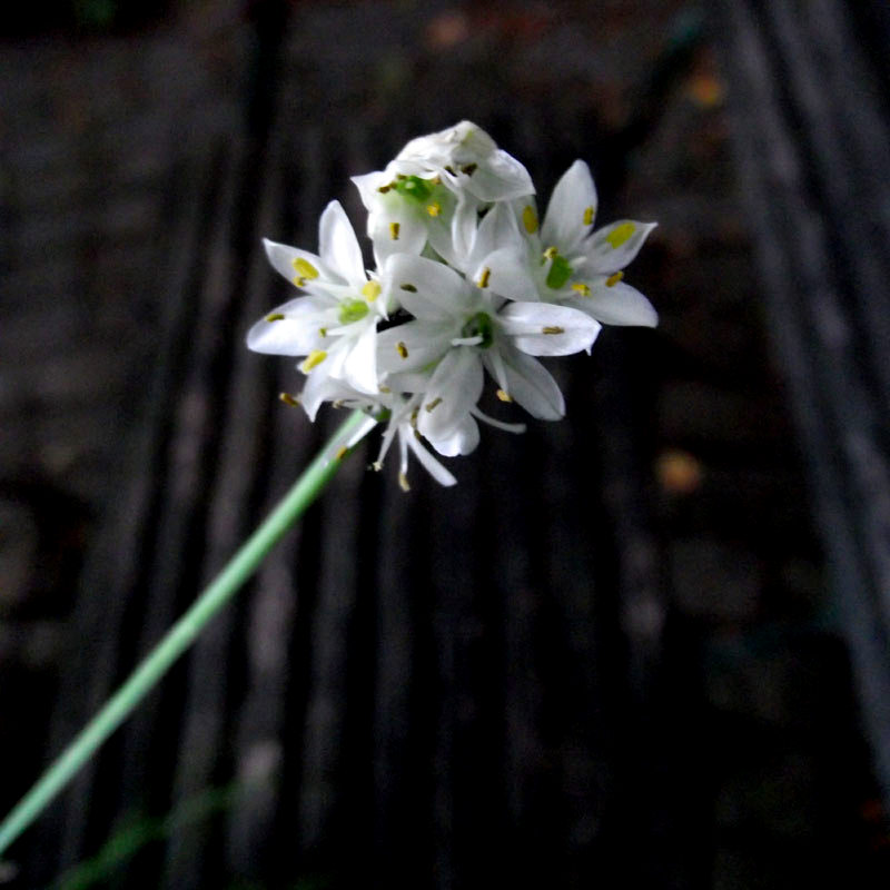 Allium tuberosum