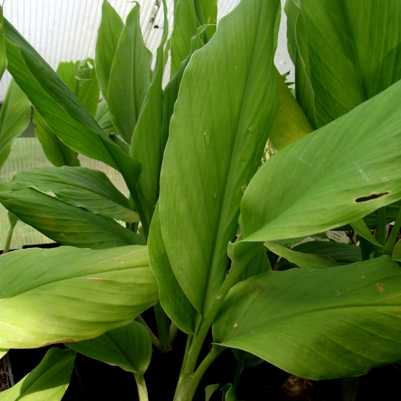 Curcuma longa