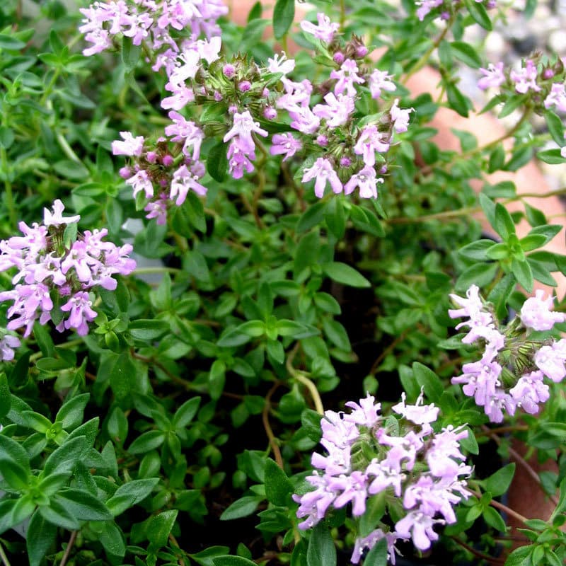 Thymus herba barona
