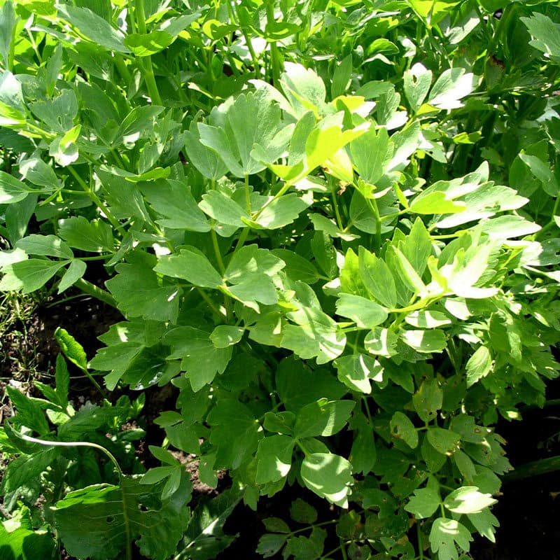 Levisticum officinale