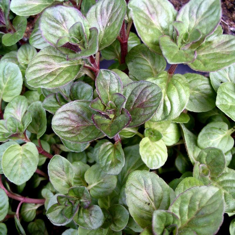 Limonenminze Mentha spicata