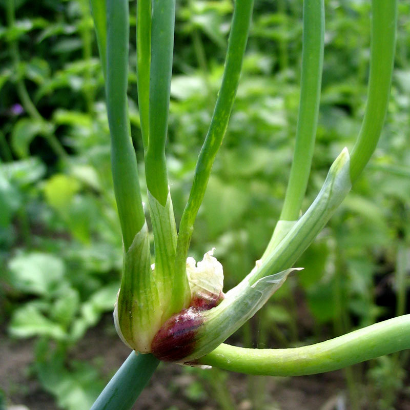Allium fistulosum viviparum