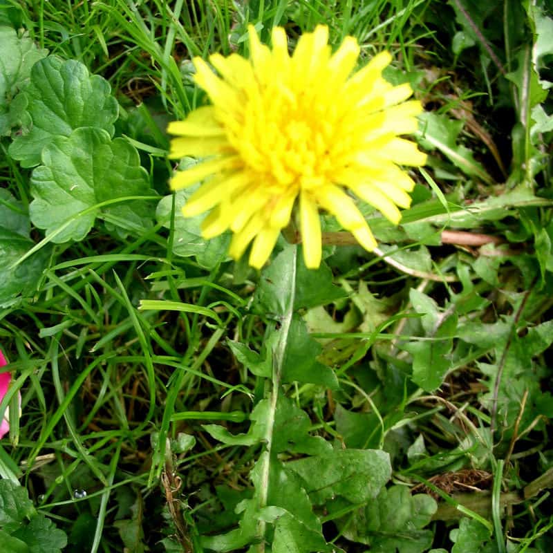 Taraxacum officinale