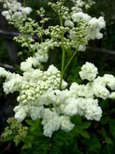 Zimmerpflanzen Guenstig Kaufen Meingartenshop Online Grtnerei Zimmerpflanzen Guenstig Kaufen Meingartenshop Online Grtnerei