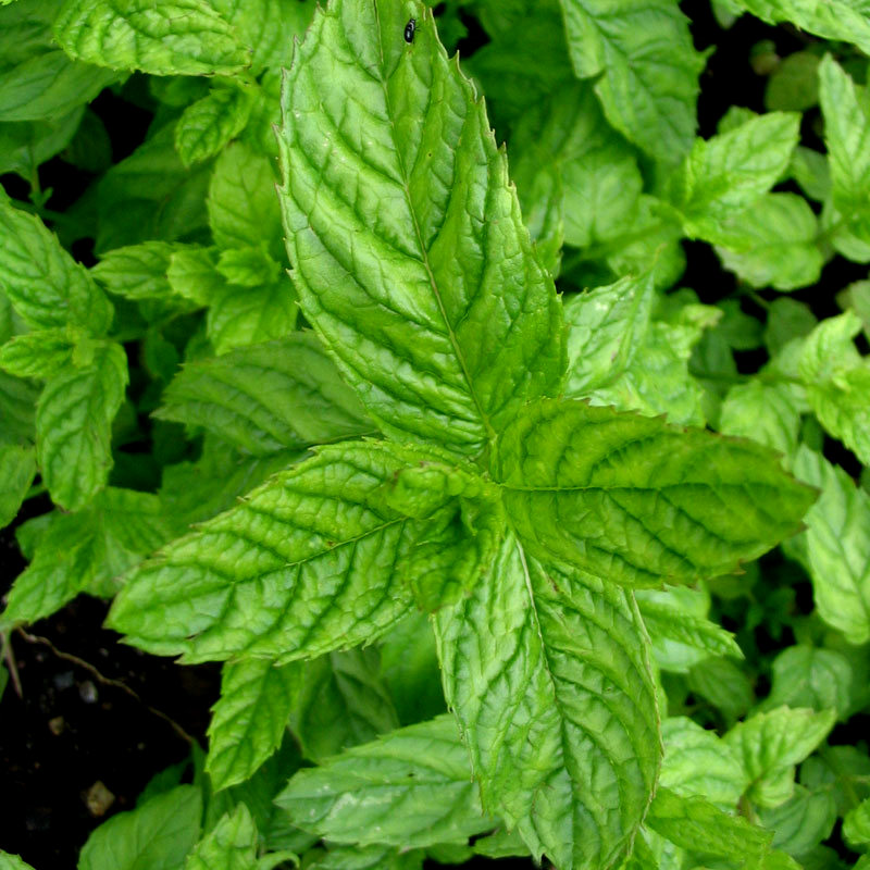 Marokkanische-Minze Mentha spicata crispa