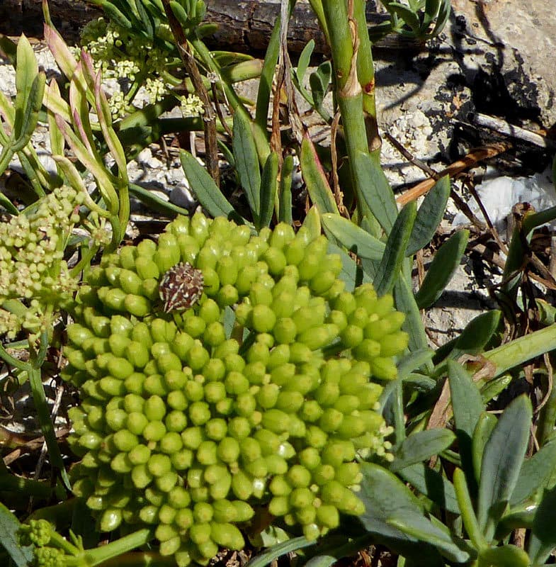 Crithmum maritimum