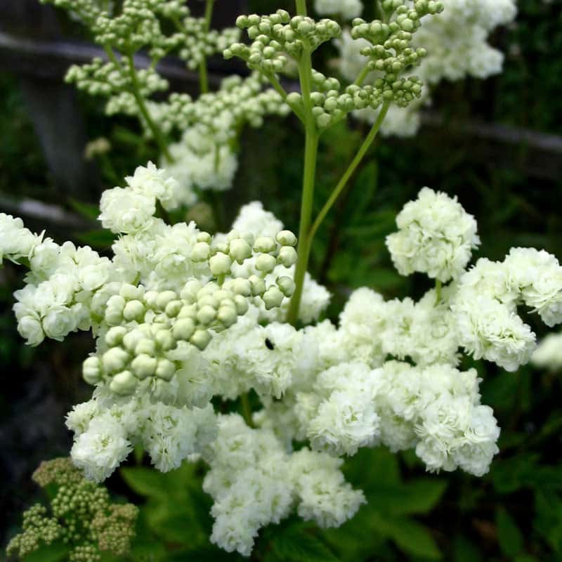 Mädesüß Filipendula ulmaria
