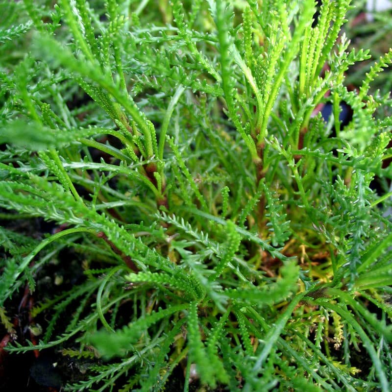 Olivenkraut Santolina viridis