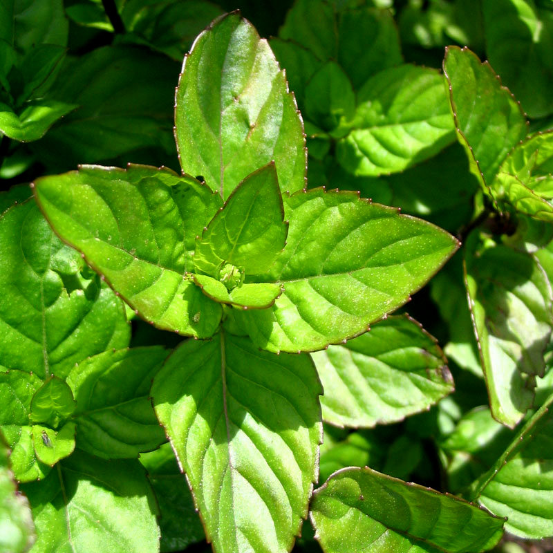 Mentha piperita ssp. citrata