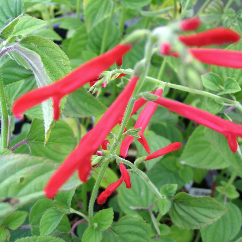 Salvia species