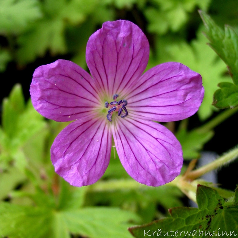 Sumpf-Storchschnabel