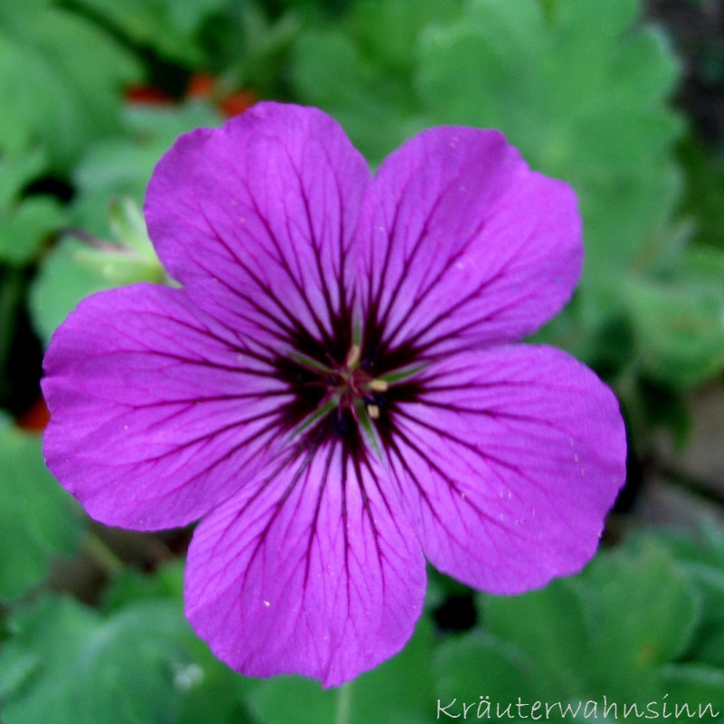 Storchschnabel „Patricia“ Geranium Psilostemon "Patricia"