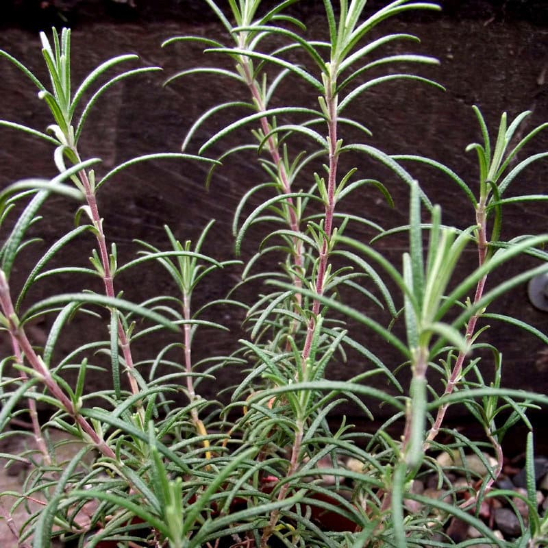 Pinienduft-Rosmarien Rosmarinus officinalis