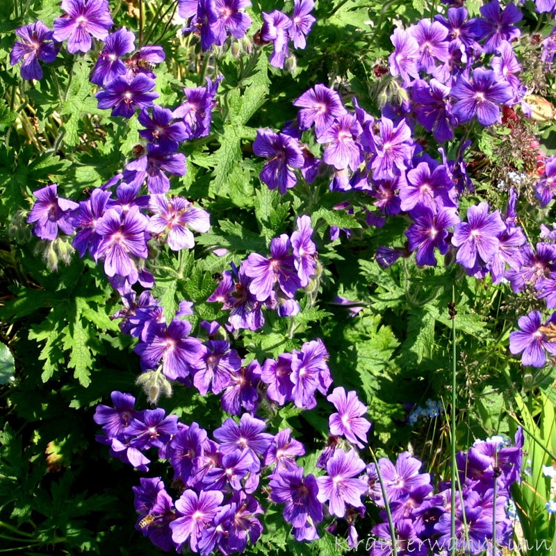 38+ Storchschnabel Garten, Der storchschnabel (geranium) ist eine