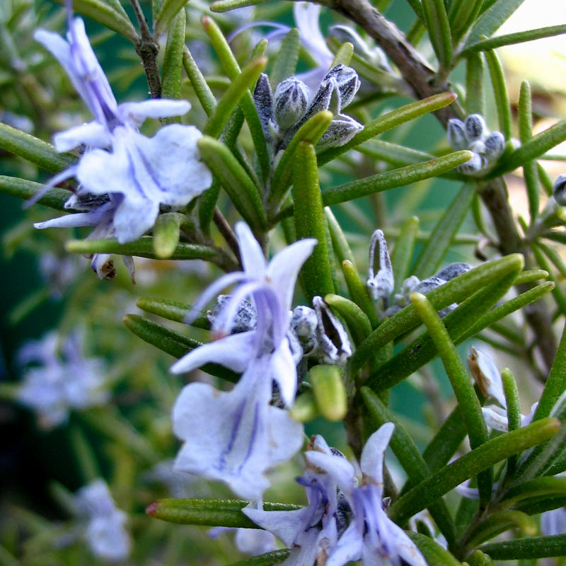 Echter Rosmarin Rosmarinus officinalis