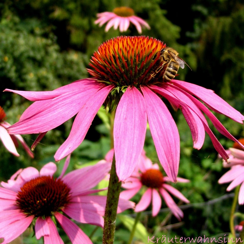 Echinacea purpurea